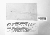 Splanchnonema argus image
